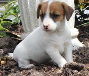 Jack Russell Terrier Puppies for Sale