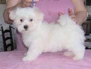 Lovely Little Maltese Puppies for sale